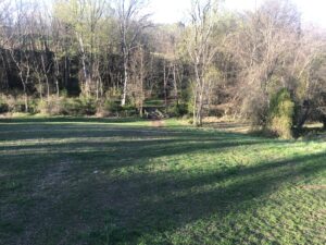 A field with trees and grass in the background