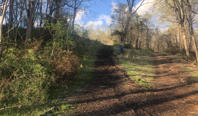 A dirt road with trees in the background