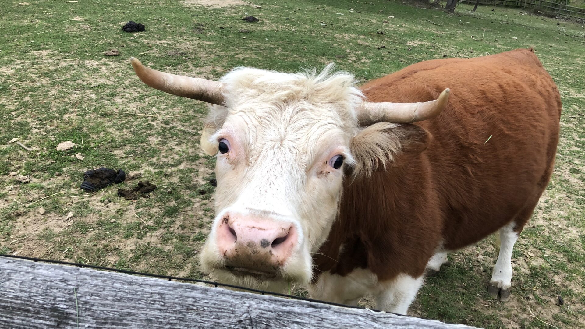 A cow standing in the grass behind a fence.