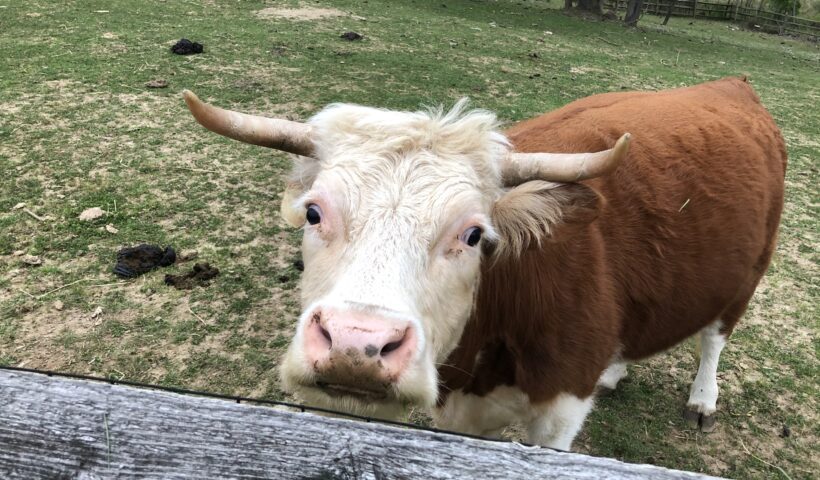 A cow standing in the grass behind a fence.