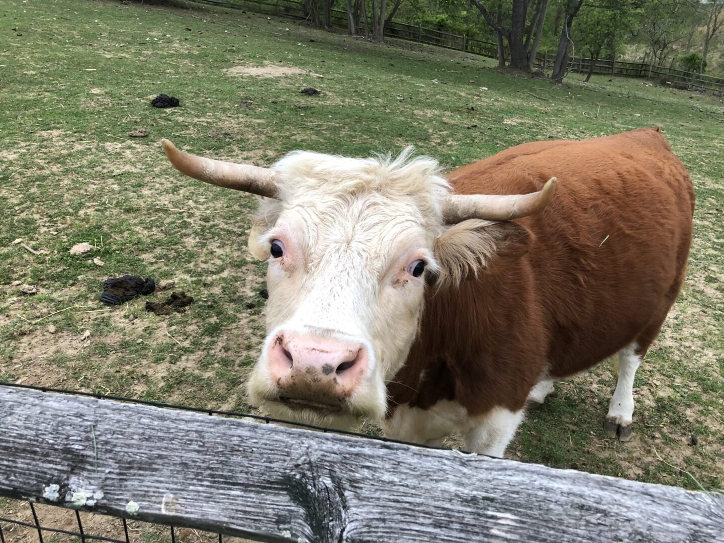 A cow standing in the grass behind a fence.