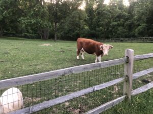 A cow standing in the grass behind a fence.