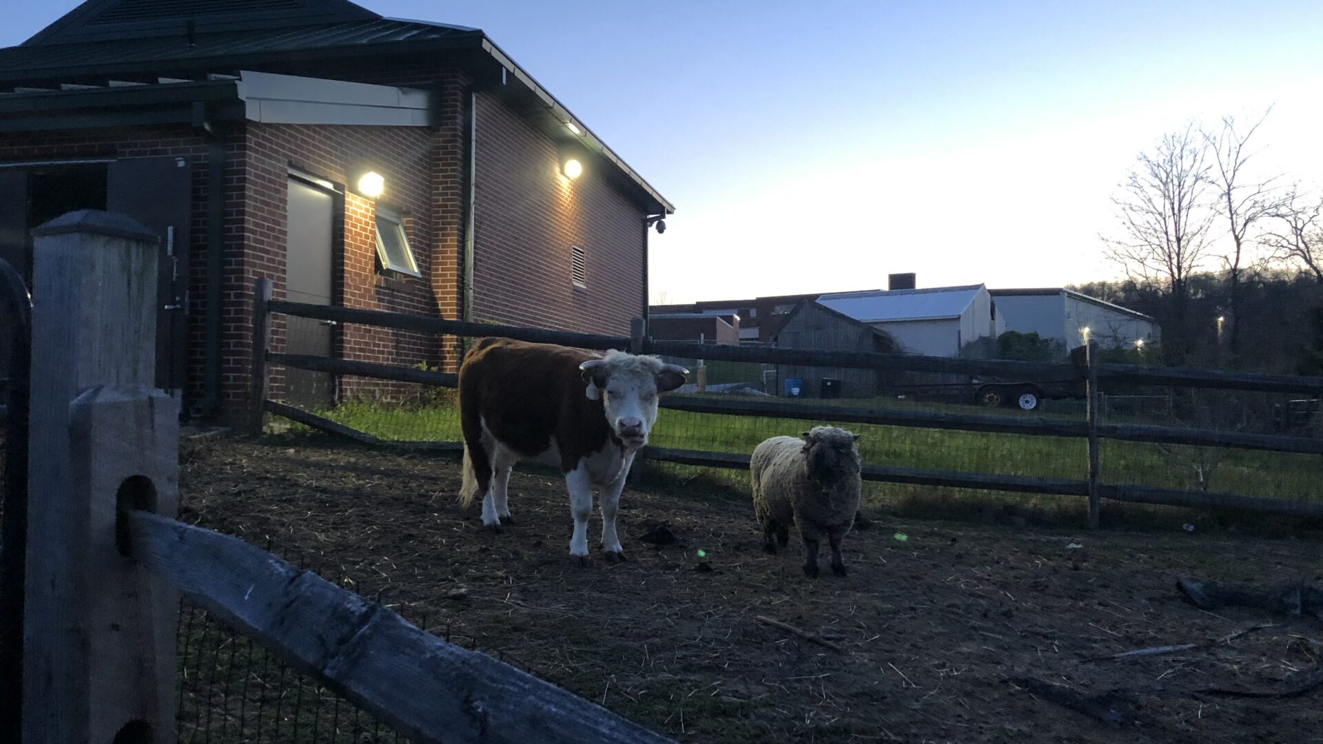 A cow and calf in an enclosed pen.