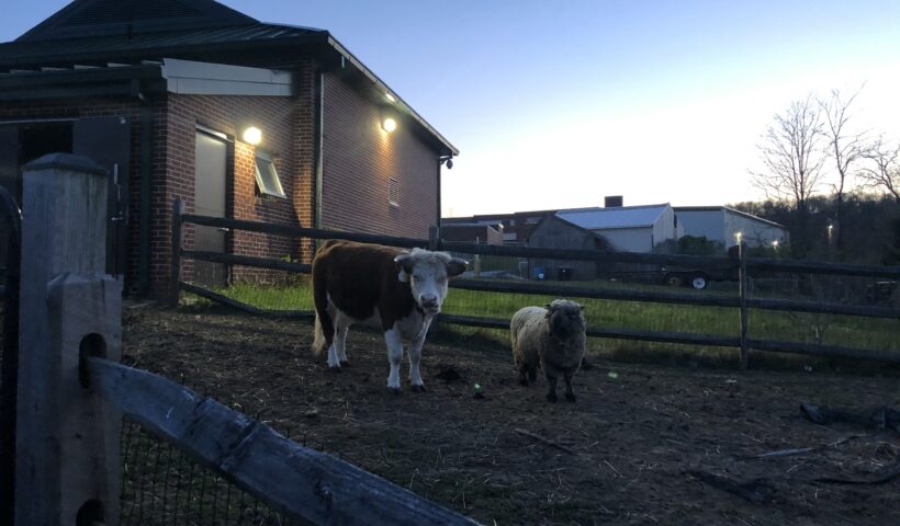 A cow and calf in an enclosed pen.