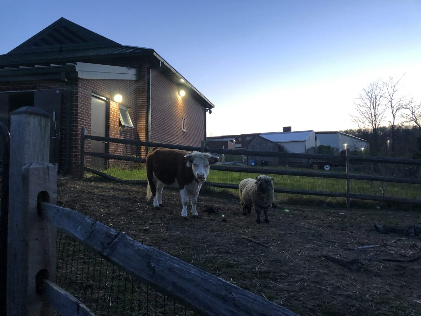 A cow and calf in an enclosed pen.