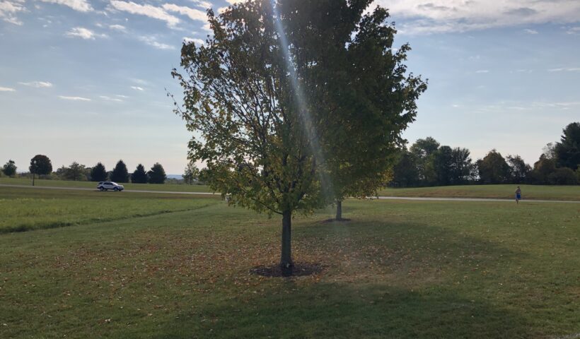 A tree in the middle of a field with sun shining