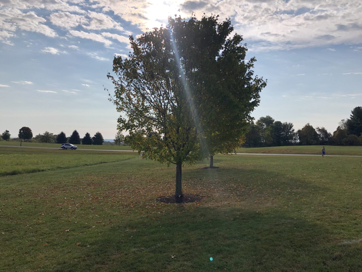 A tree in the middle of a field with sun shining