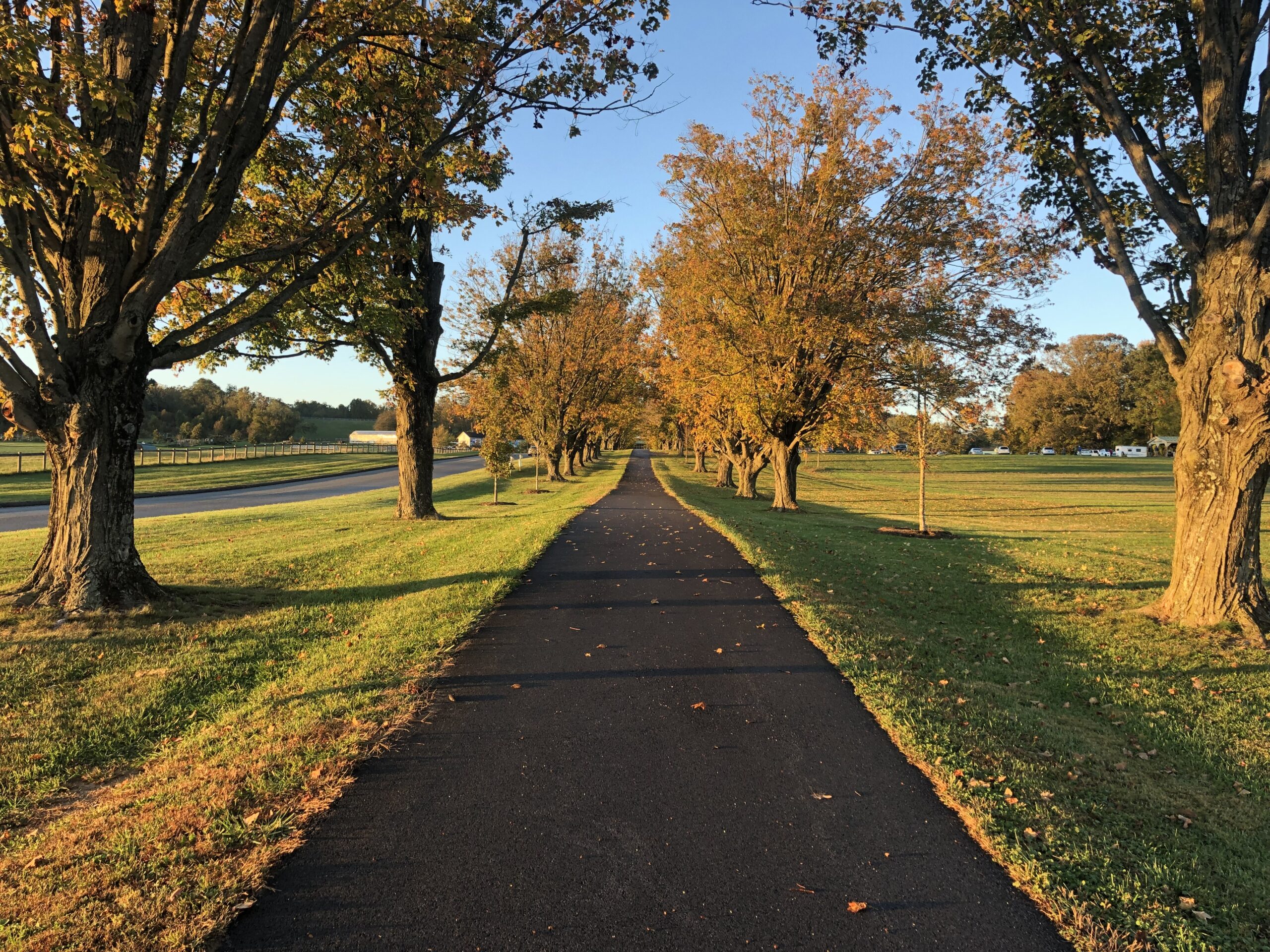 A long path with trees and grass on both sides.