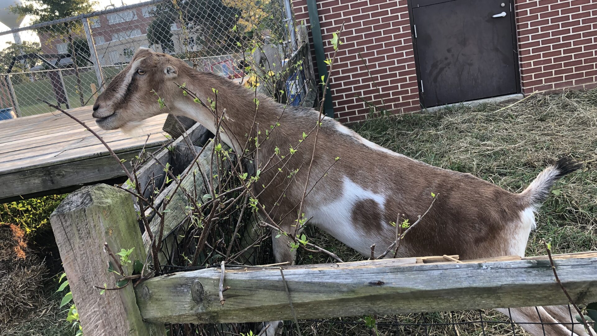 A brown and white goat standing on top of a wooden fence.