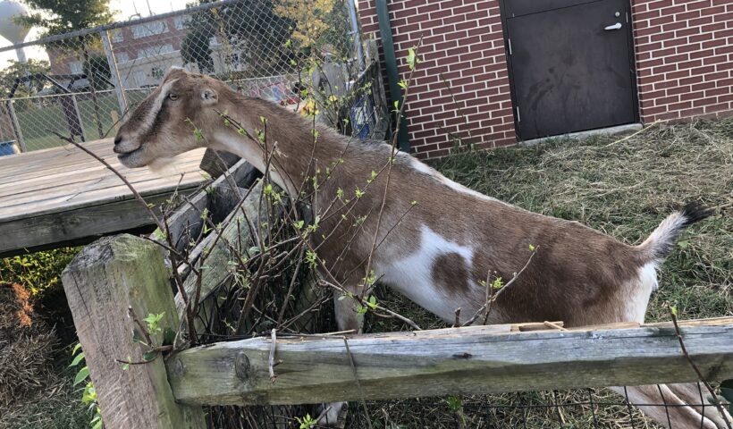 A brown and white goat standing on top of a wooden fence.