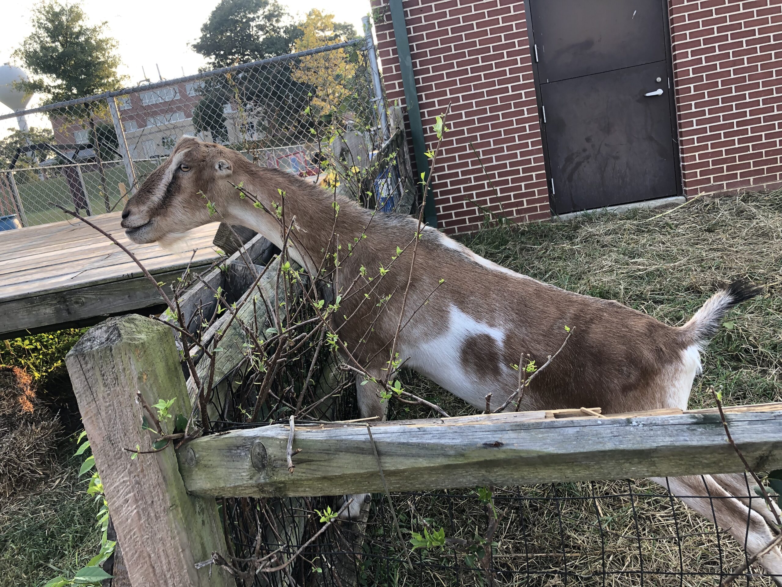 A brown and white goat standing on top of a wooden fence.