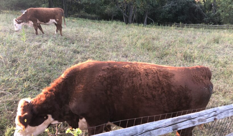 Two cows grazing in a field behind a fence.