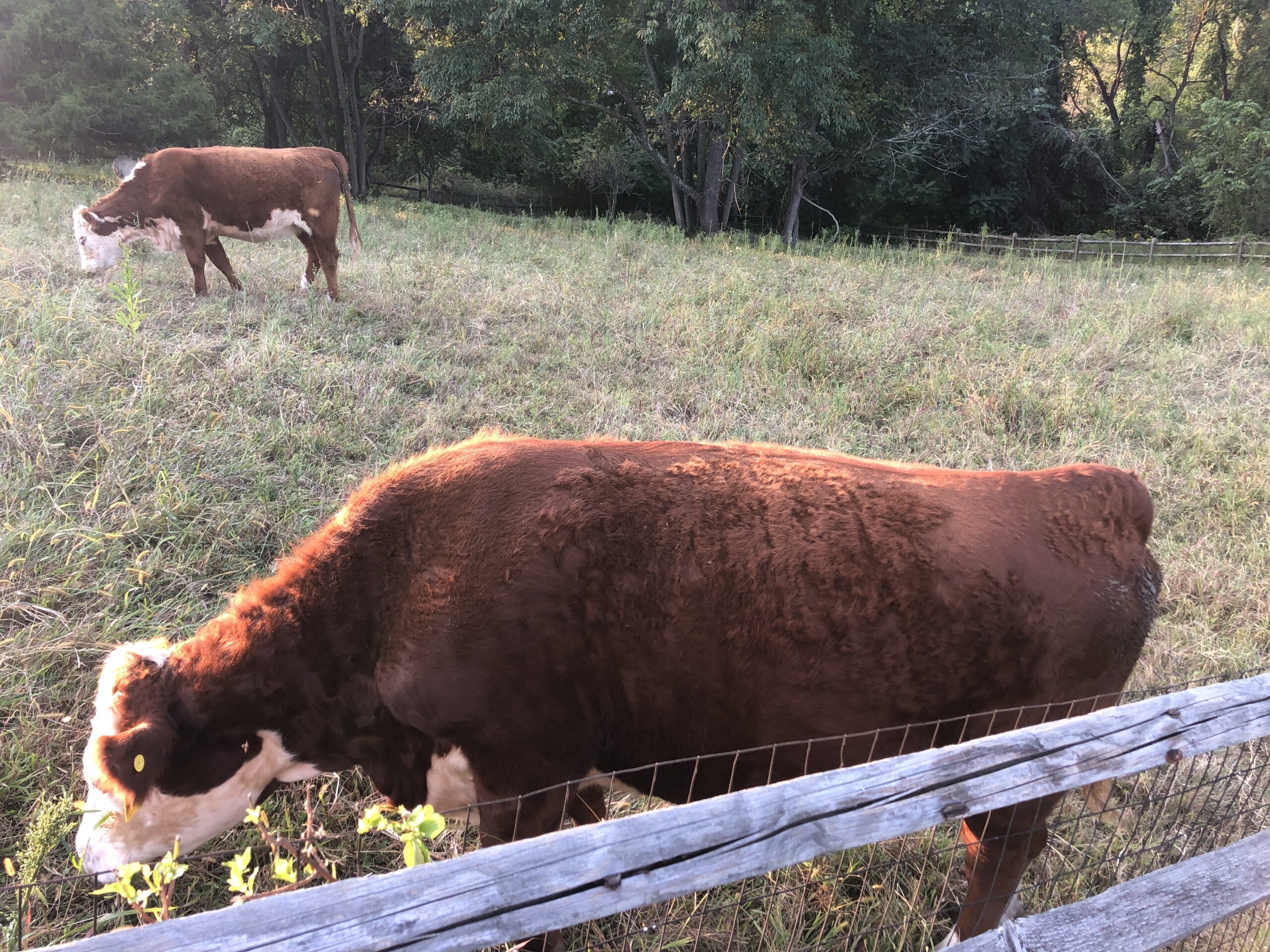 Two cows grazing in a field behind a fence.